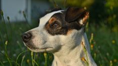 Pas-de-Calais : il adopte un Jack Russel après l’avoir sauvé de la noyade