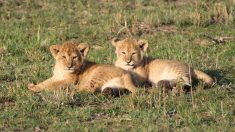 Bouches-du-Rhône : deux lionceaux abandonnés devant l’entrée d’un parc animalier – la piste d’un trafic envisagée