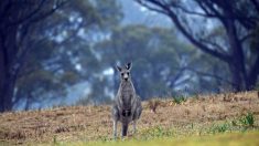 Un satellite de la NASA montre qu’un tiers de l’île australienne Kangourou a brûlé