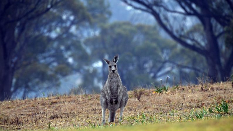 Un kangourou se déplace près d'une zone résidentielle depuis un bush à Merimbula, dans l'État australien de la Nouvelle-Galles du Sud, le 6 janvier 2020. - Des feux de brousse massifs ont éclaté dans le vaste sud-est du pays dans une crise qui a duré plusieurs mois, tuant près d'un demi-milliard d'animaux sauvages. Rien que dans l'État de la Nouvelle-Galles du Sud, les scientifiques évaluent. (Photo par SAEED KHAN / AFP via Getty Images)