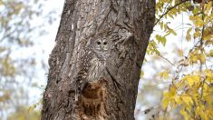 Une photographe se cache pendant deux heures pour prendre en photo cette chouette parfaitement camouflée