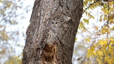 Une photographe se cache pendant deux heures pour prendre en photo cette chouette parfaitement camouflée