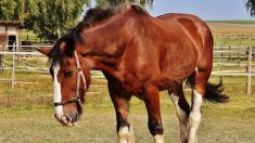 Sésame, le cheval de trait doit aller paître ailleurs parce que son odeur incommode les voisins