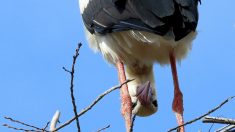 Une cigogne du Puy du Fou s’échappe et se pose d’elle-même devant le commissariat de Cholet