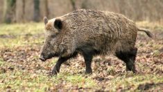 Pyrénées-Orientales: un sanglier provoque la panique dans une résidence sécurisée