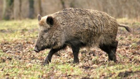 Pyrénées-Orientales: un sanglier provoque la panique dans une résidence sécurisée