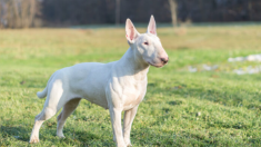 Ce bull terrier a été blessé par balle par un voleur alors qu’il protégeait la vie de son maître