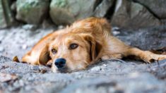 Un chien maltraité est jeté d’un balcon avant que sa famille ne l’abandonne parce qu’il est trop «laid»