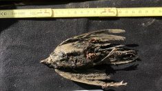 Un oiseau congelé trouvé en Sibérie est âgé de 46.000 ans