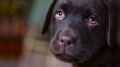 Dordogne : onze chiots jetés par la fenêtre d’une voiture et abandonnés au bord de la route