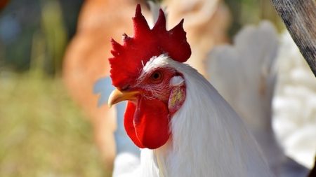 Le coq Médaniel au cœur de la discorde à Chevigny-Saint-Sauveur