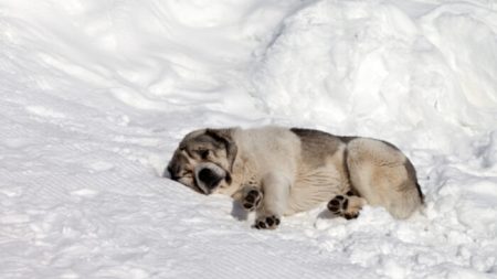 Un policier réconforte une chienne renversée par une voiture sur le bord de la route, un passant prend une photo qui devient virale en ligne