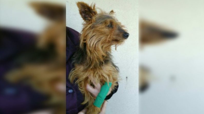 Après avoir été opéré dans une clinique, Dipsy va beaucoup mieux et a été placé à la SPA dans l'attente d'être adopté. Crédit : gendarmerie de la Charente-Maritime. 