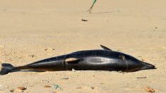 Île de Ré : une trentaine de dauphins retrouvés échoués