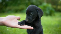 Un jeune homme adopte un adorable chiot sourd rescapé et lui apprend le langage des signes