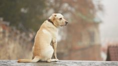 Un chien accablé de tristesse vit dans un stationnement après le déménagement de son maître, puis il trouve de nouveau l’amour au refuge local