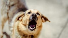 Un automobiliste donne un coup de pied à un chien errant parce qu’il se trouve sur sa place de stationnement – puis le chien revient avec des compères pour saccager la voiture