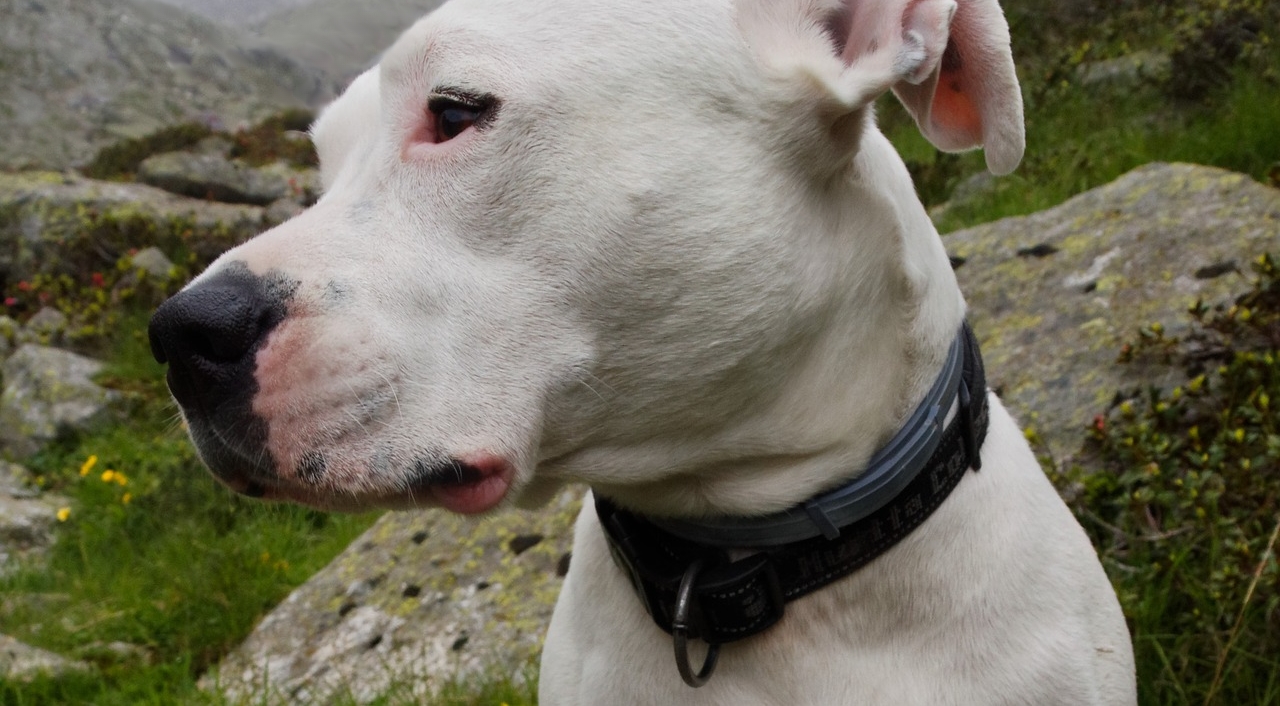 Un couple poignarde et décapite leur chien, lors de leur audience ils ne montrent aucun remord