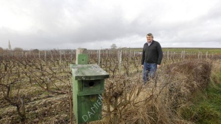 Drôme: 800 nichoirs installés pour les mésanges et les chauves-souris pour protéger les vignes