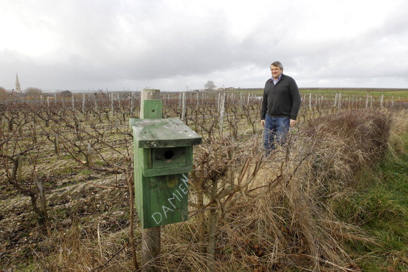 Image d'illustration : un nichoir dans les vignes biologiques de Château Giraud à Sauternes, au sud de Bordeaux. (PATRICK BERNARD/AFP via Getty Images)