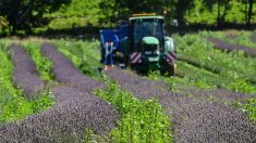 Agriculture: 70.000 postes, CDD et CDI, sont actuellement non pourvus dans les exploitations françaises