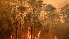 Les feux de forêts ont touché 75% des Australiens, selon une étude