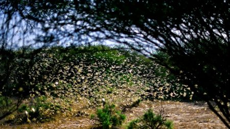 Somalie: l’invasion des criquets déclarée « urgence nationale »