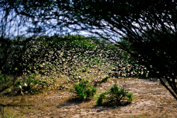 -Les criquets pullulent de la végétation au sol dans le village de Lerata, près d'Archers Post dans le comté de Samburu, à environ 300 kilomètres au nord de la capitale kenyane, Nairobi, le 22 janvier 2020. Photo de TONY KARUMBA / AFP via Getty Images.