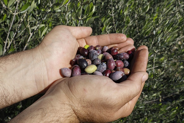 -Le Chypriote turc Hasan Siber, co-fondateur de Coliveoil, détient des olives fraîchement cueillies à Mora un village de la République turque autoproclamée de Chypre du Nord près de la capitale divisée Nicosie, le 19 décembre 2019. Photo par CHRISTINA ASSI / AFP via Getty Images.