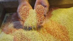 Indre-et-Loire: une grand-mère et sa petite-fille trouvent des vis dans un paquet de quinoa