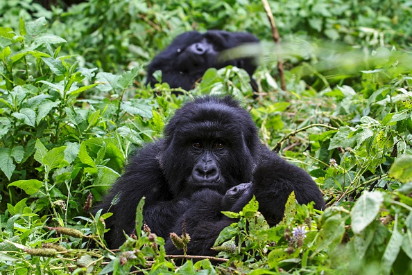 Des gorilles de montagne « Nyakagezi » dans le parc national des gorilles de Mgahinga à Kisoro. Actuellement 1000 gorilles de montagne vivent en Ouganda. (Photo : ISAAC KASAMANI / AFP via Getty Images.