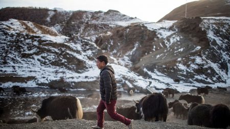 Virus: l’Indonésie suspend ses importations d’animaux vivants de Chine