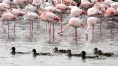 Camargue : 6.500 hectares d’anciens marais salants reprennent vie – les animaux et la végétation reviennent