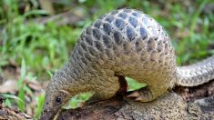 Des centaines de milliers de pangolins vendus illégalement en Asie du Sud-Est (ONG)