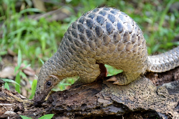 -Un bébé pangolin de Sunda surnommé «Sandshrew» se nourrit de termites dans les bois du zoo de Singapour le 30 juin 2017. Photo ROSLAN RAHMAN / AFP via Getty Images.