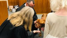 Une vieille chienne mastiff sans-abri atteinte d’un cancer en phase terminale est adoptée et passe ses derniers jours dans un foyer heureux