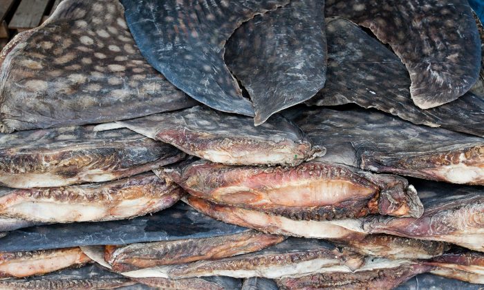 Les ailerons de requin-baleine sont séchés et empilés pour l'exportation. Cette usine de transformation traite plus de 600 requins-baleines par an à Puqi, dans la province du Zhejiang, en Chine. (Risque pour la vie sauvage)