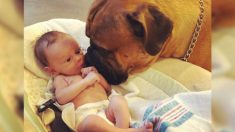 Ce fidèle bullmastiff se lie d’amitié avec son «frère» nouveau-né. Il lui apporte son jouet préféré dès qu’il pleure