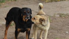 Sept personnes blessées, dont une gravement, par des chiens errants dans le Cher