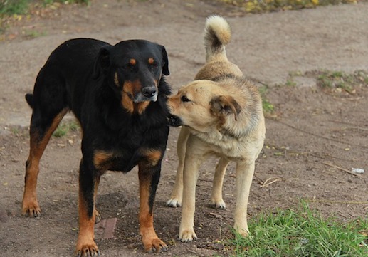 Chiens de rue. (Photo d'illustration : Pixabay/ Rirriz)