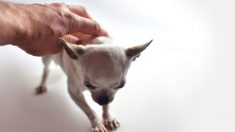 Un chihuahua errant affamé et trop faible pour marcher est sauvé – sa transformation est étonnante