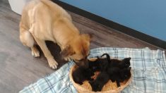 Une chienne errante sur le bord d’une route enneigée, câline 5 chatons orphelins pour les garder au chaud