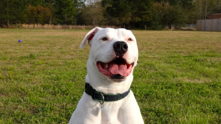 Un pitbull «affectueux et maladroit» protège férocement sa maîtresse et son amie en pleine scène de violence conjugale