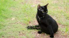 Un chat blessé apaise le stress des animaux malades durant leurs séjours dans une clinique vétérinaire en Russie et fait partie de l’équipe