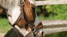 Deux-Sèvres : découverte d’un cheval mort et mutilé