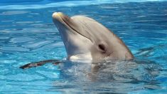 Marineland d’Antibes : Lotty, la doyenne des dauphins du parc, est décédée d’une infection