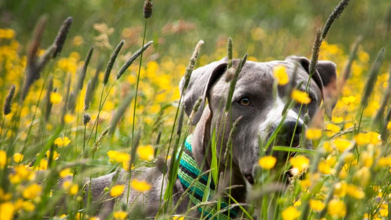 Le chien devrait être conduit dans un refuge animalier. (Photo: Pixabay)