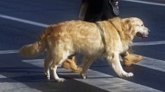 Landes : il sort promener son chien et se fait rouer de coups par ses voisins