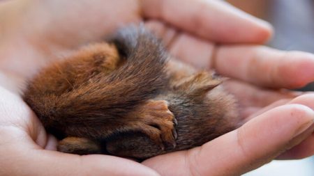 Une petite créature mourante rescapée de la rue surprend tout le monde après avoir grandi