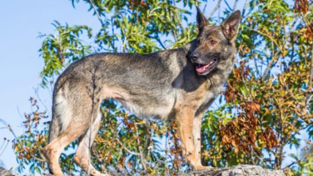 La vidéo d’un maître décrivant de la nourriture à son chien devient virale